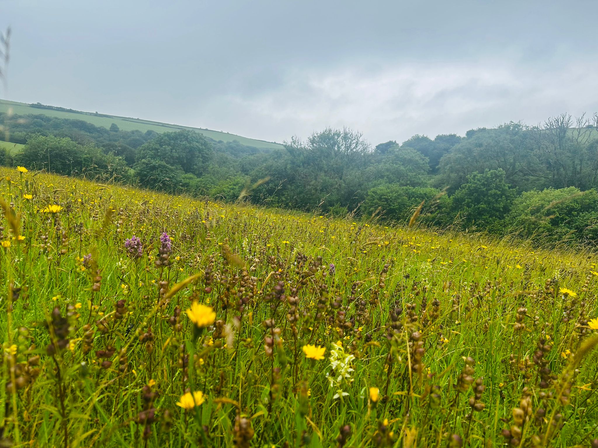 Species-rich grassland at Sleight Farm habitat bank