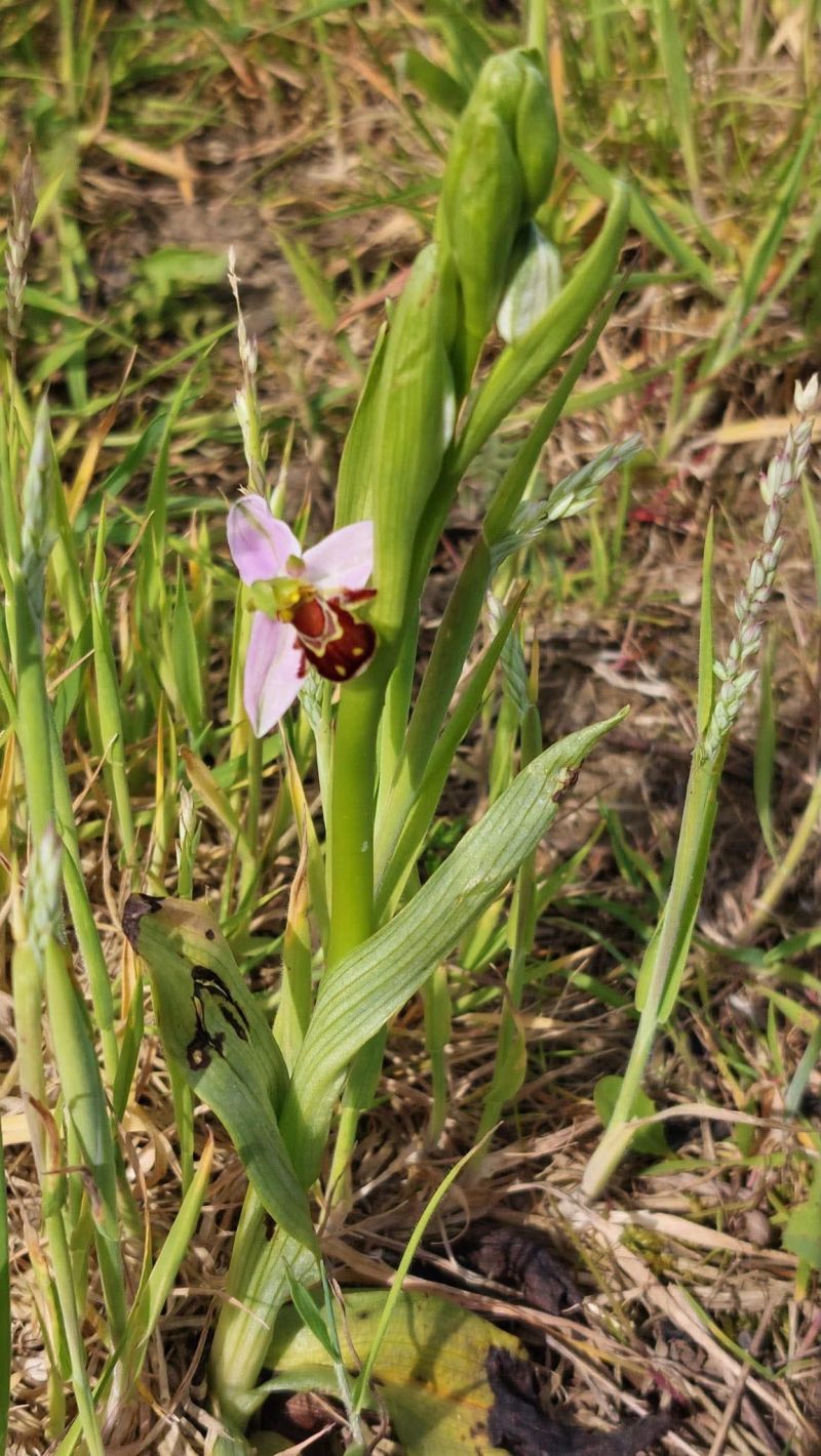 Bee orchid recorded during botanical survey at Sleight Farm habitat bank.